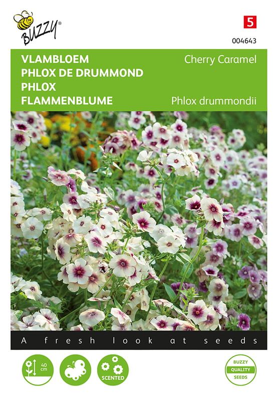 Buzzy® Phlox drummondii Cherry Caramel (FSN)