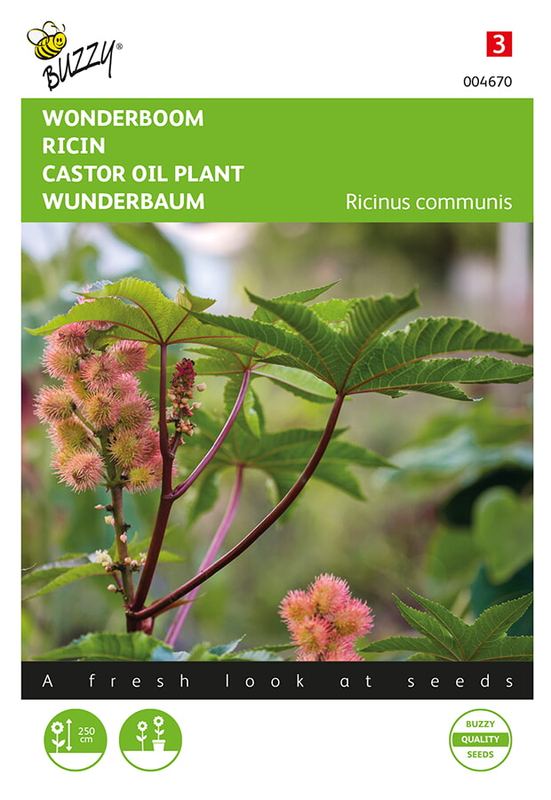 Buzzy® Ricinus, Wonderboom gemengd