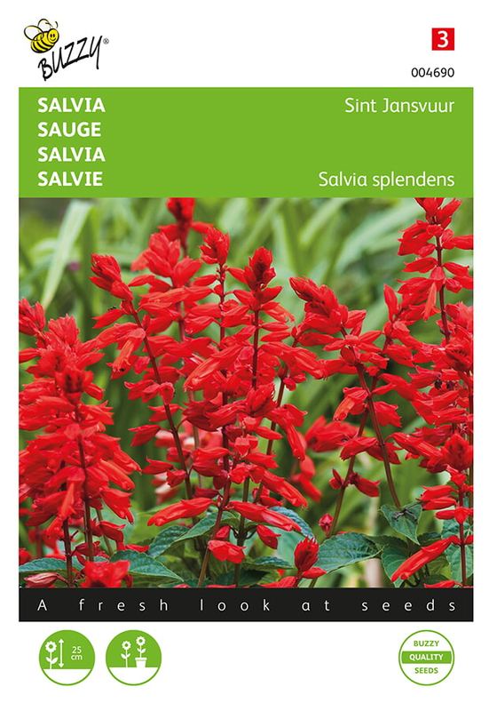 Buzzy® Salvia, Vuursalie Sint Jansvuur
