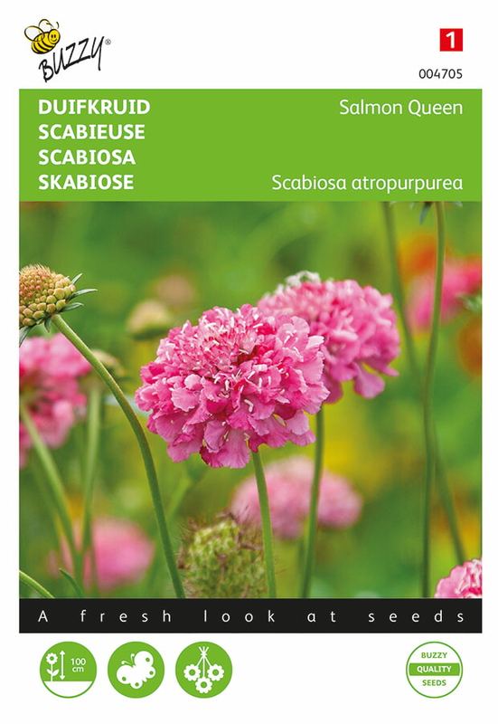 Buzzy® Scabiosa Salmon