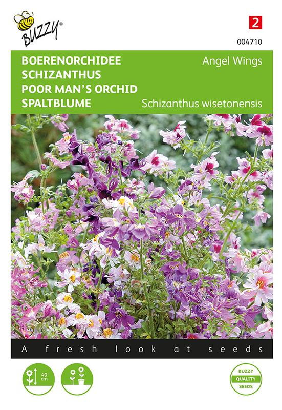 Buzzy® Schizanthus, Boerenorchidee Angel Wings