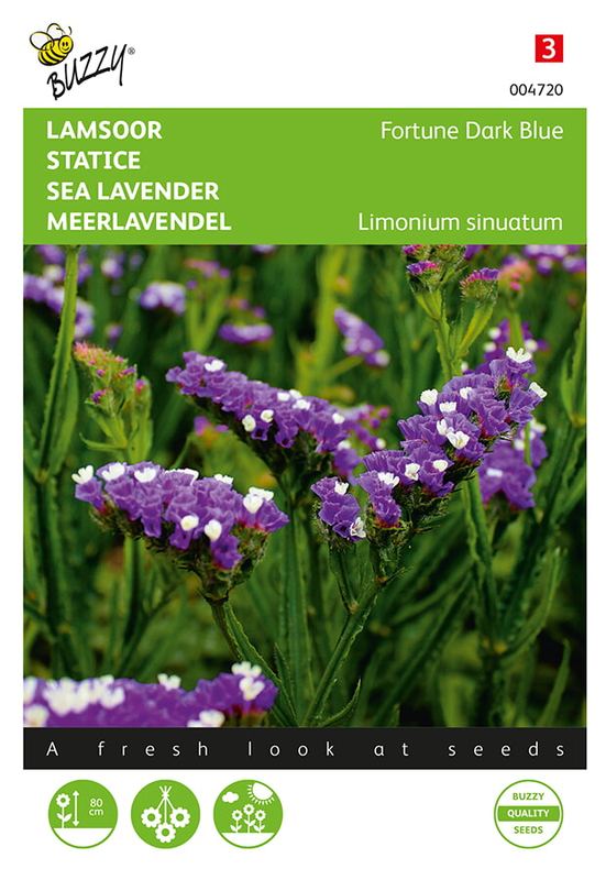 Buzzy® Limonium (Statice) sinuatum Fortune Dark Blue/Purple