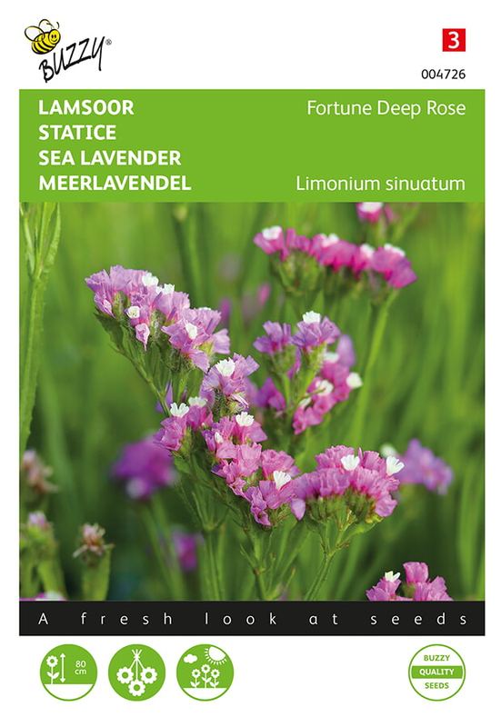 Buzzy® Limonium (Statice) sinuatum Fortune Deep Rose