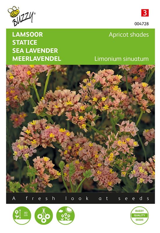 Buzzy® Limonium (Statice) sinuata Apricot shades