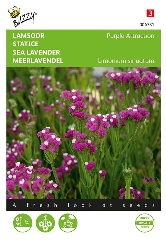 Buzzy® Limonium (Statice) sinuatum Purple Attraction