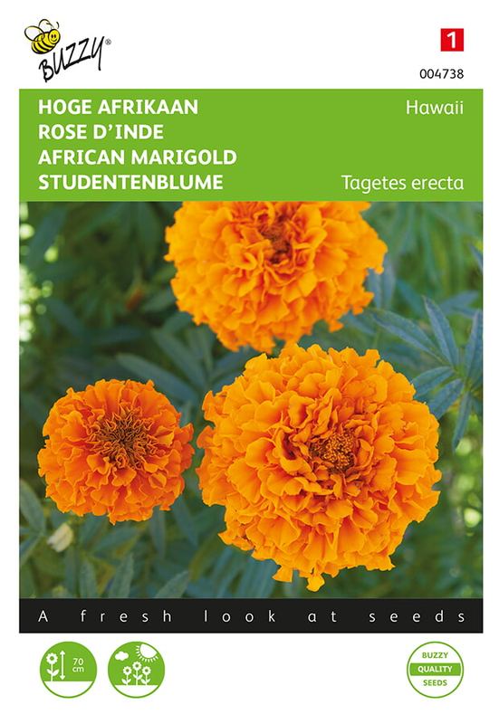 Buzzy® Tagetes, hoge Afrikaan Hawaii oranje