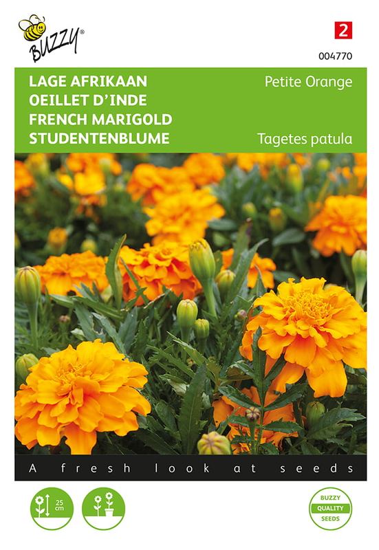 Buzzy® Tagetes, lage Afrikaan Petite Orange