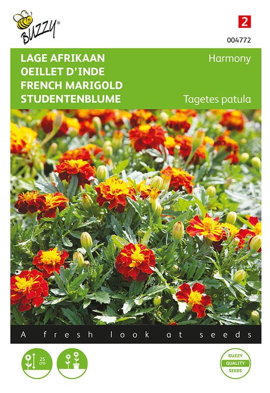 Buzzy® Tagetes, nain Afrikaan Petite Harmony