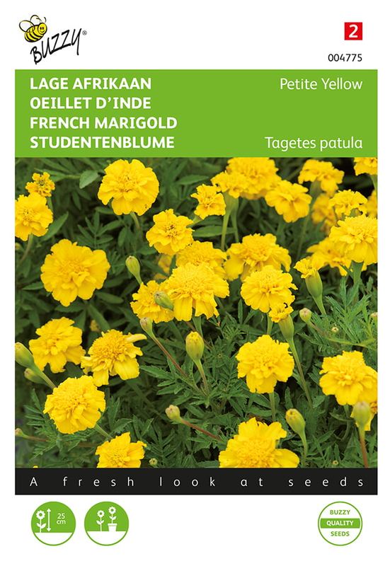 Buzzy® Tagetes, lage Afrikaan Petite Yellow