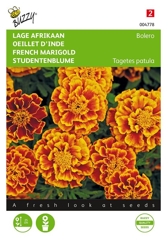 Buzzy® Tagetes, lage Afrikaan Bolero