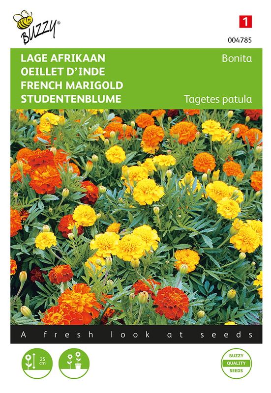 Buzzy® Tagetes, nain Afrikaan Bonita