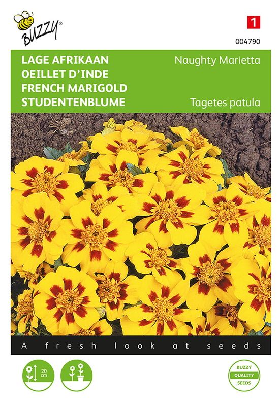Buzzy® Tagetes, lage Afrikaan Naughty Marietta