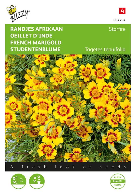 Buzzy® Tagetes, randjes Afrikaan Starfire