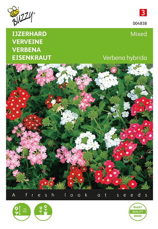 Buzzy® Verbena, IJzerhard compact kleurenmengsel
