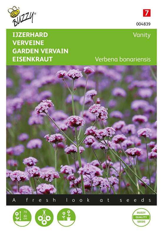 Buzzy® Verbena bonariensis Vanity (FSN) (laag soort)