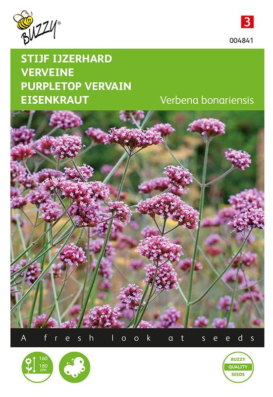 Buzzy® Verbena bonariensis