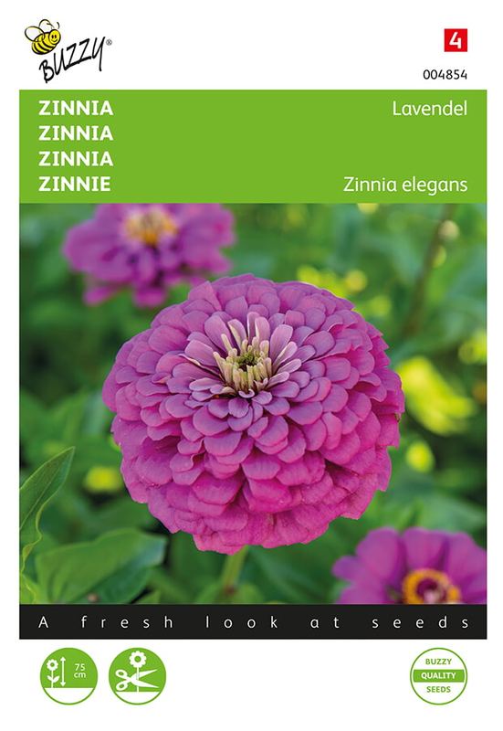 Buzzy® Zinnia El. Dahliaflowered Lavendel