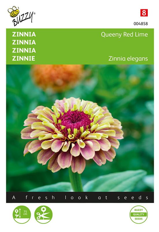 Buzzy® Zinnia elegans Queeny Lime Red