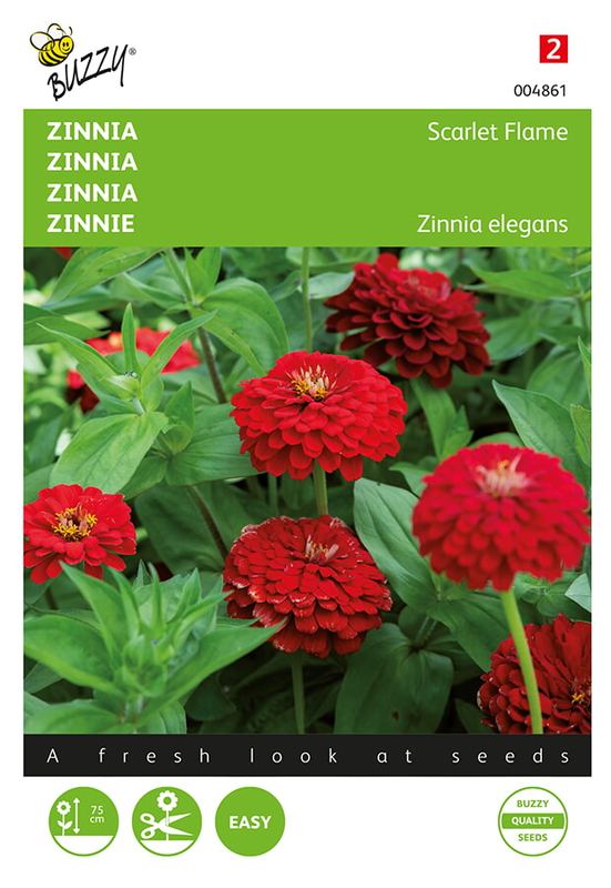 Buzzy® Zinnia el. dahlia Flowered Scarlet Flame