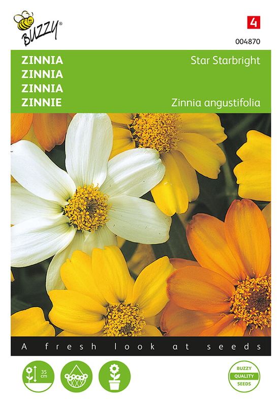Buzzy® Zinnia Star Starbright mélangé
