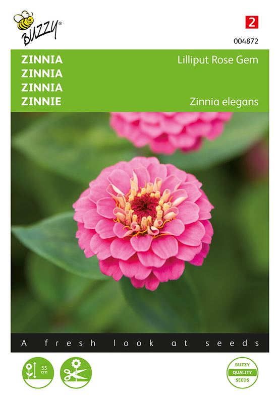 Buzzy® Zinnia elegans Lilliput Rose Gem