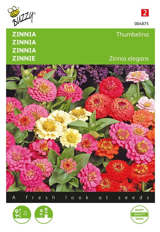 Buzzy® Zinnia Thumbelina gemengd