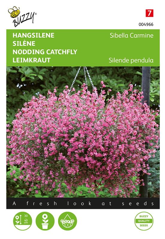 Buzzy® Silene pendula 'Sibella Carmine' (FSN)