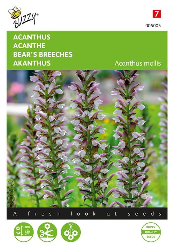 Buzzy® Acanthus mollis