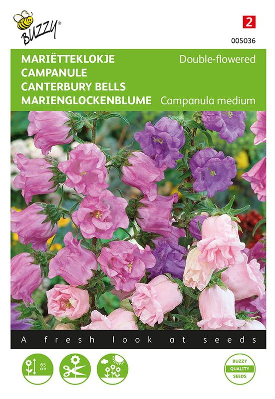 Buzzy® Campanula, Mariëtteklokje dubbelbloemig