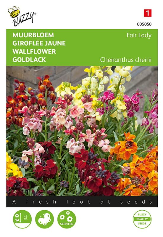 Buzzy® Cheiranthus , Muurbloem Fair Lady mélangé