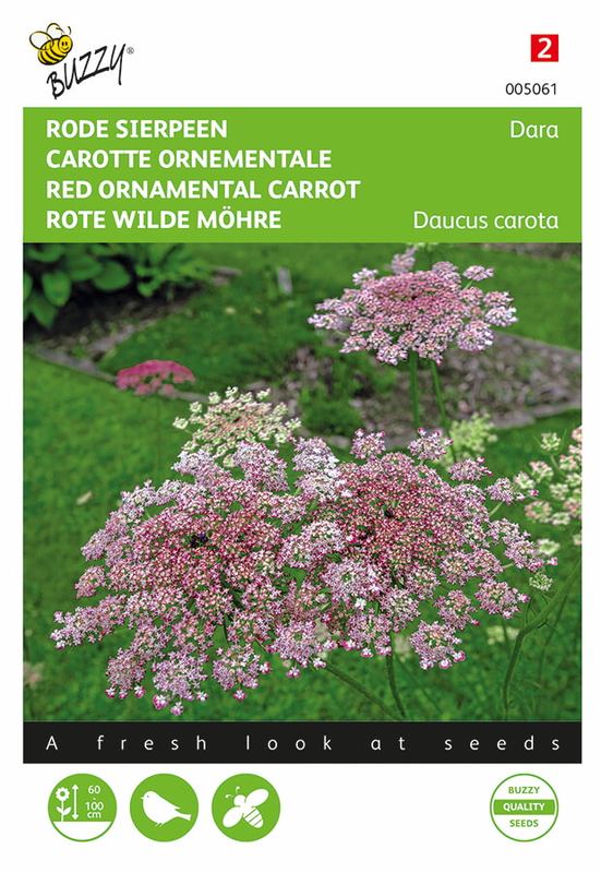 Buzzy® Daucus carota Dara
