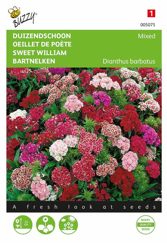 Buzzy® Dianthus, Duizendschoon à fleurs doubles mélangé