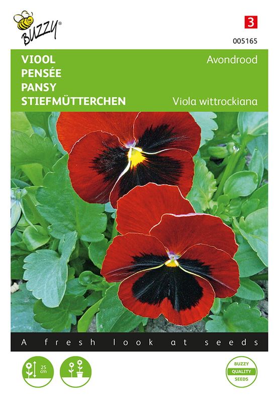Buzzy® Viola, Viool Avondrood