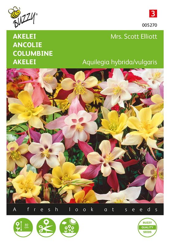 Buzzy® Aquilegia, Akelei Mrs. Scott Elliott