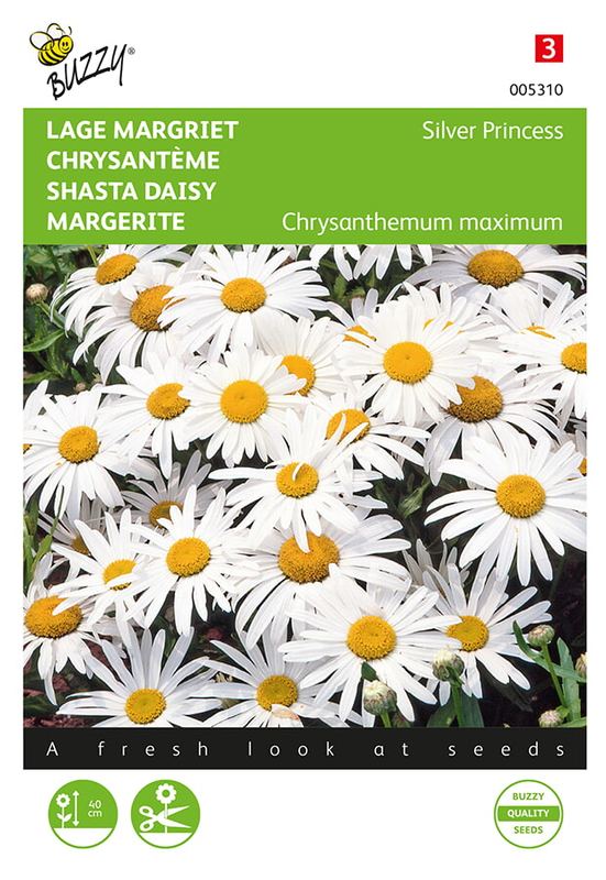 Buzzy® Chrysanthemum, Nain Margriet Silver Princess