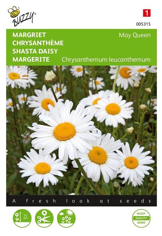 Buzzy® Chrysanthemum, Margriet May Queen
