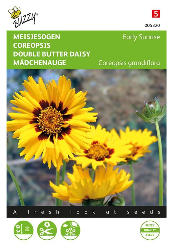 Buzzy® Coreopsis, Meisjesogen Early sunrise