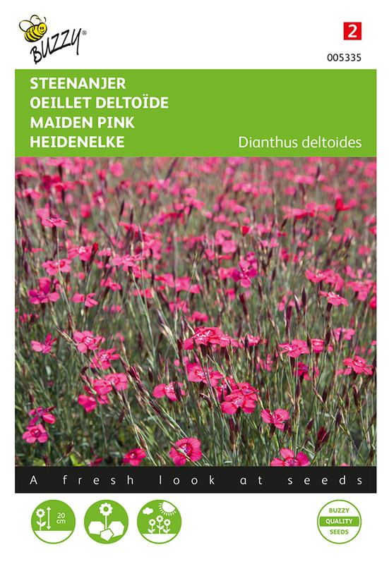 Buzzy® Dianthus, Steenanjer Brilliant