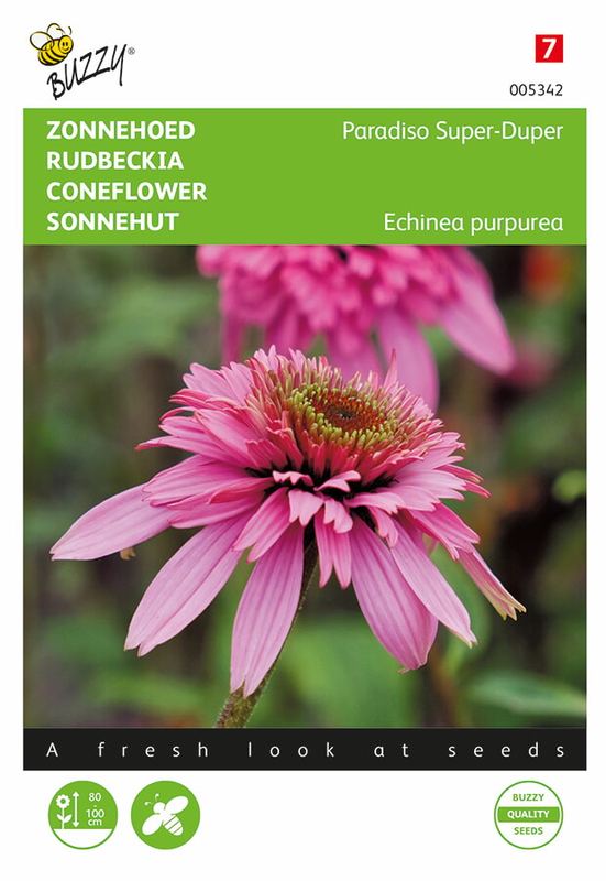 Buzzy® Echinacea purpurea Paradiso Super-Duper