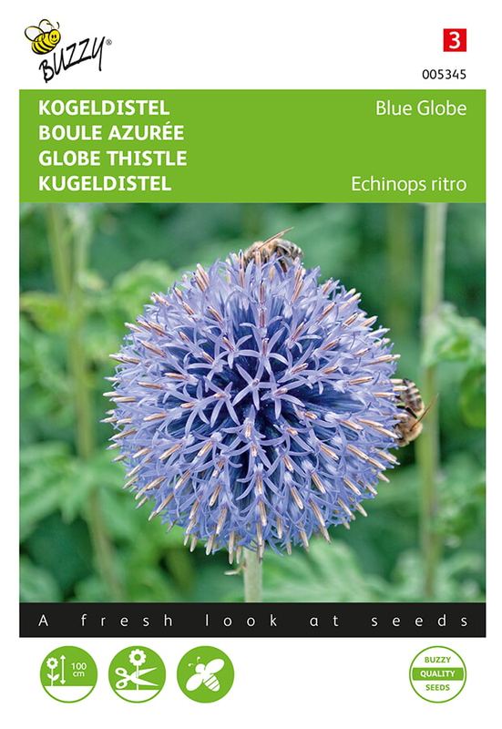 Buzzy® Echinops, Kogeldistel Blue Globe