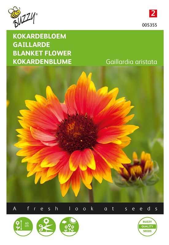 Buzzy® Gaillardia, Kokardebloem