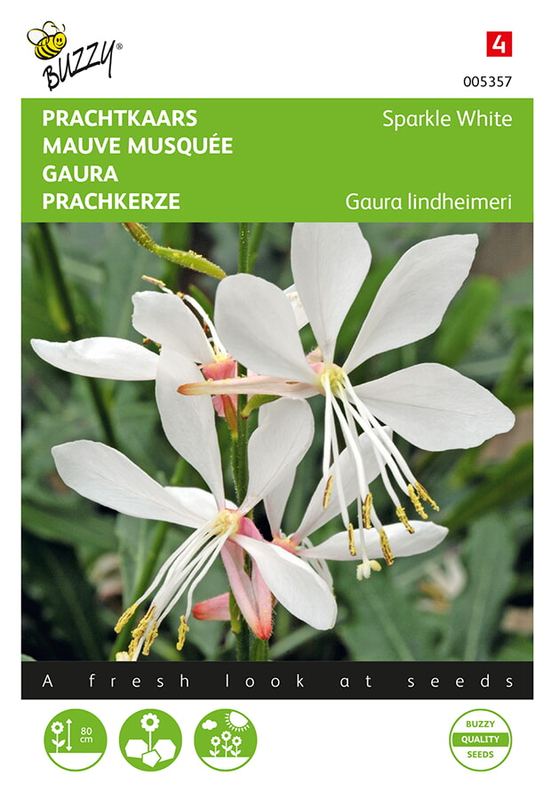 Buzzy® Gaura lindheimeri, Prachtkaars Sparkle White
