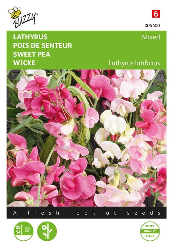 Buzzy® Lathyrus, Sier- of Reukerwt meerjarig