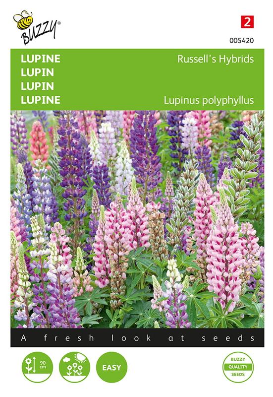 Buzzy® Lupinus, Lupine Russel’s Hybrids gemengd