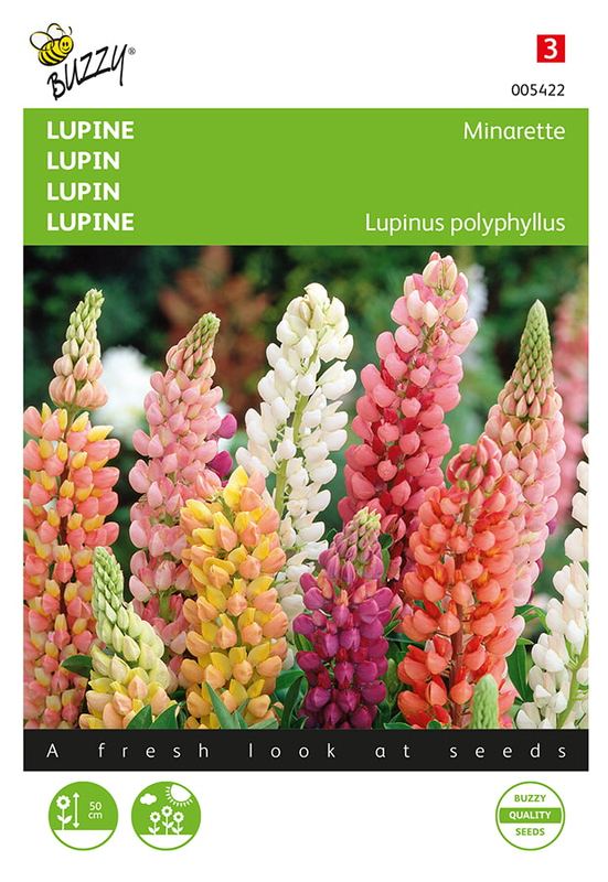 Buzzy® Lupinus, lage Lupine Minarette