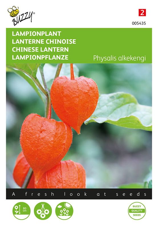 Buzzy® Physalis, Lampionplant
