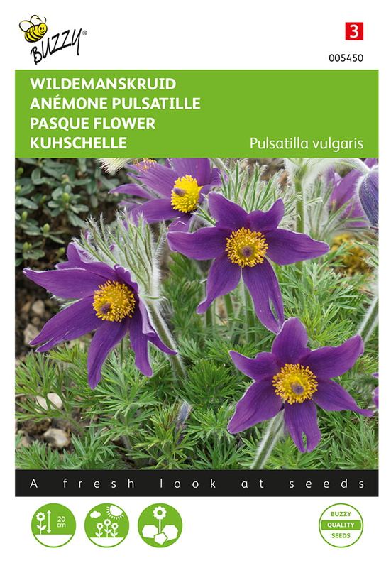 Buzzy® Pulsatilla, Wildemanskruid