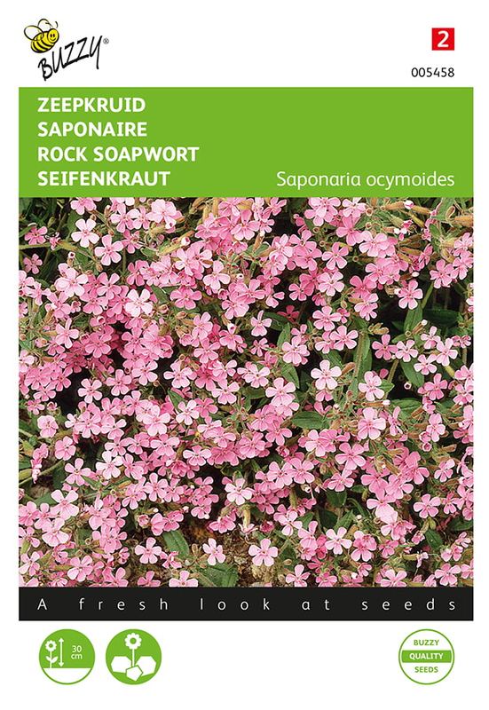 Buzzy® Saponaria, Zeepkruid
