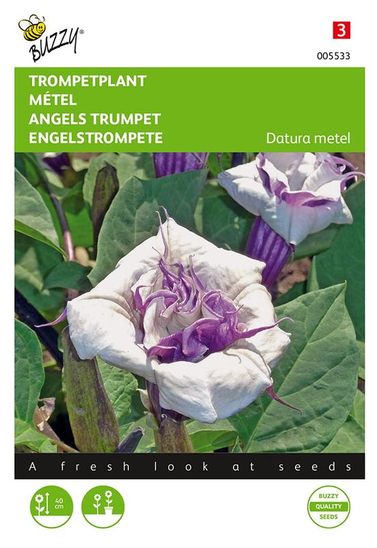 Buzzy® Datura, Trompetplant