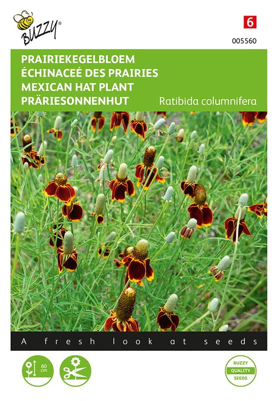 Buzzy® Ratibida columnifera